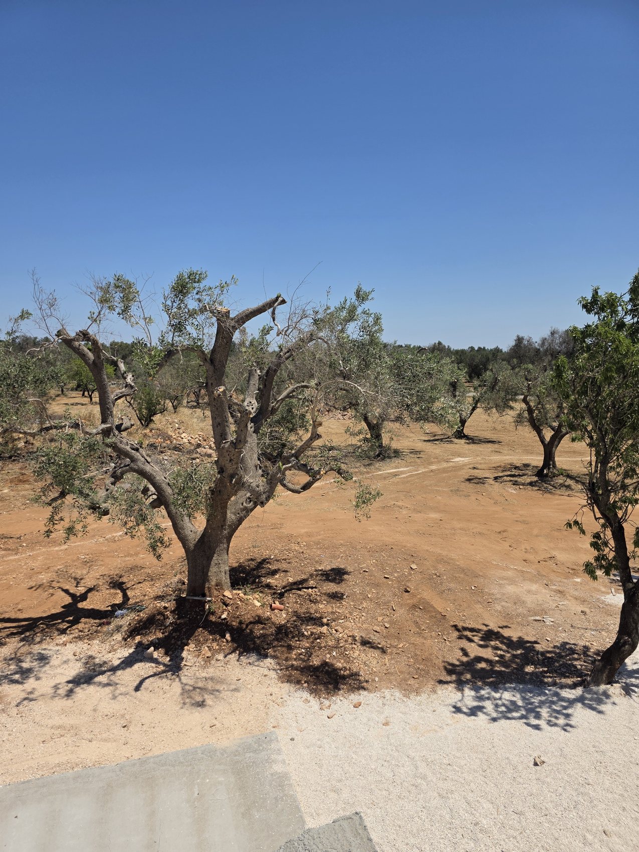 Un ulivo secolare a Casa Andrea — un tronco spesso e nodoso da poco potato, piantato nella terra rossa, l'uliveto che si estende dietro sotto un cielo limpido, Puglia.