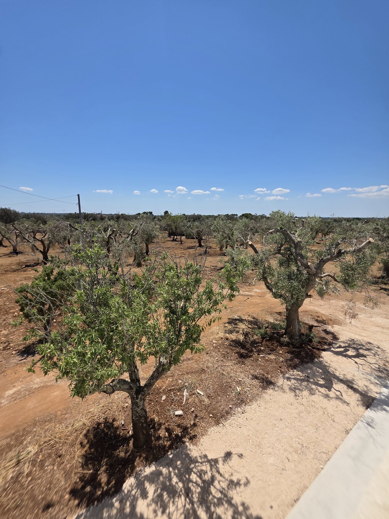 L'uliveto intorno a Casa Andrea — filari di ulivi secolari sulla terra rossa sotto un ampio cielo azzurro, Puglia.
