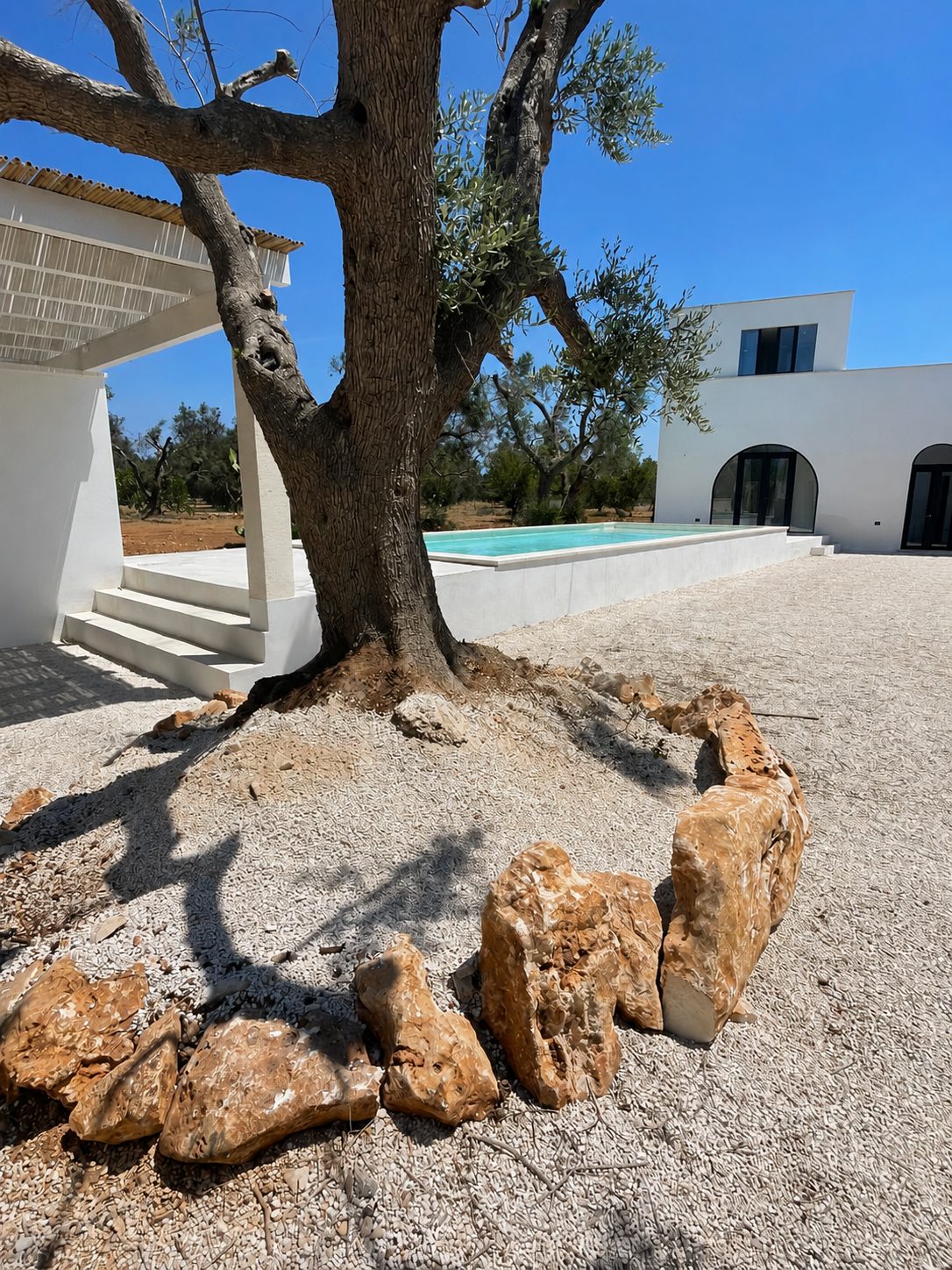 L'ulivo secolare di Casa Andrea circondato da un cerchio di pietre dorate sulla ghiaia chiara, la villa bianca con le finestre ad arco dietro, la piscina e l'uliveto sullo sfondo, cielo azzurro, Puglia.