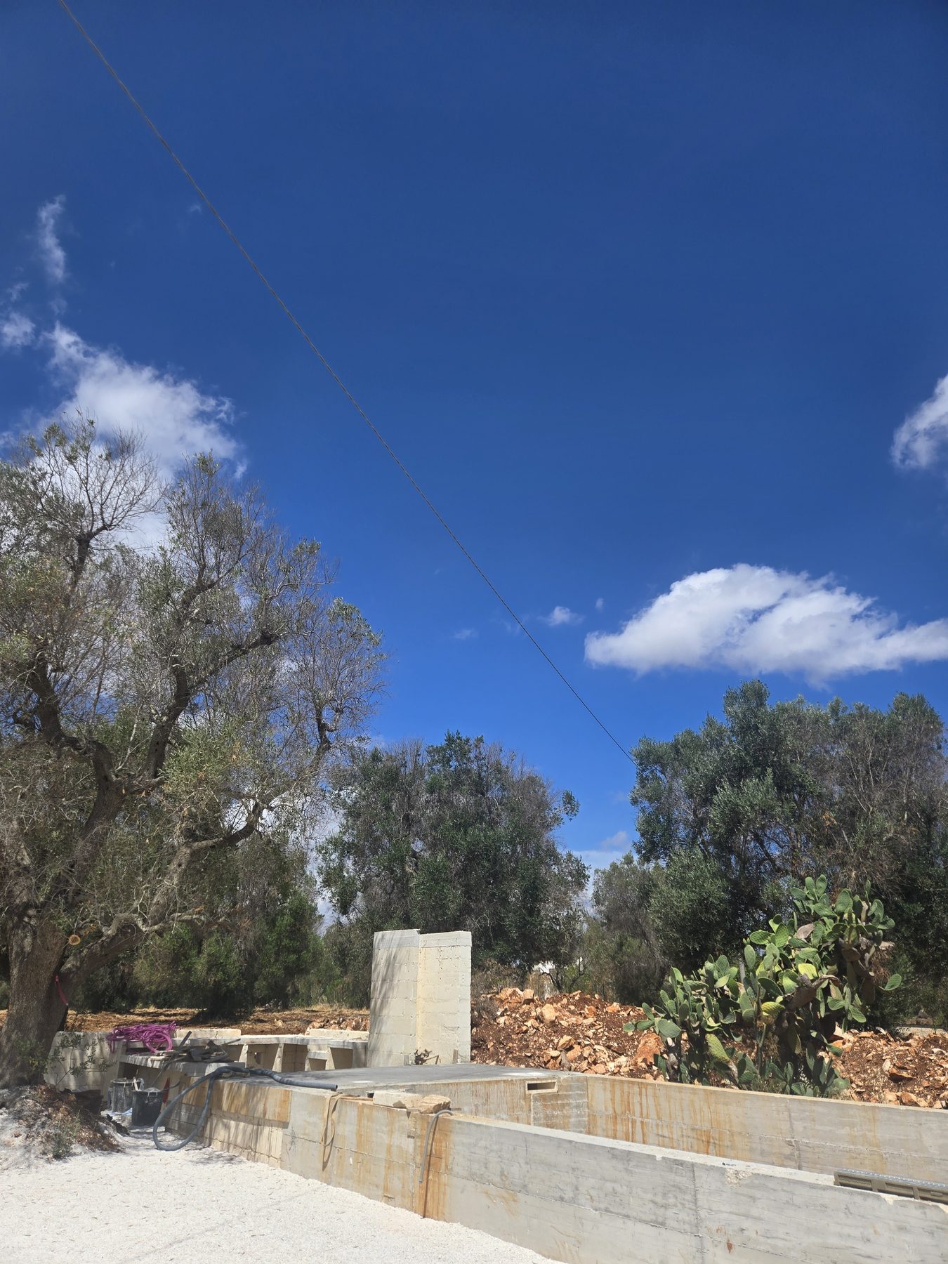 Dry-stone walls and a centenary olive at the edge of Casa Andrea's grove, Puglia.